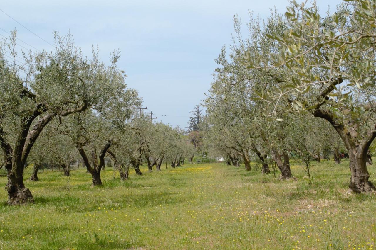 Olivemare Holidays Nea Irakleia Extérieur photo